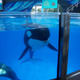 Illustration for article titled New Law Could End Killer Whale Shows in California